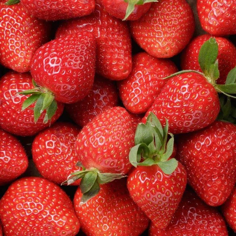 STRAWBERRY (32 oz / 908g)