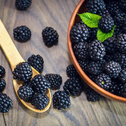 BLACKBERRY (72 oz / 2.04 kg)