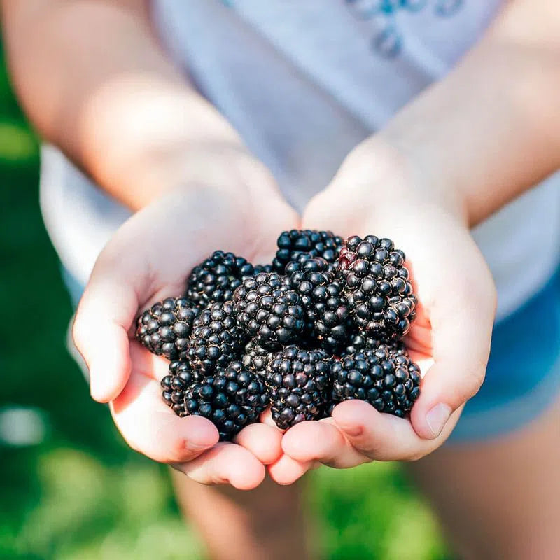 BLACKBERRY (72 oz / 2.04 kg)